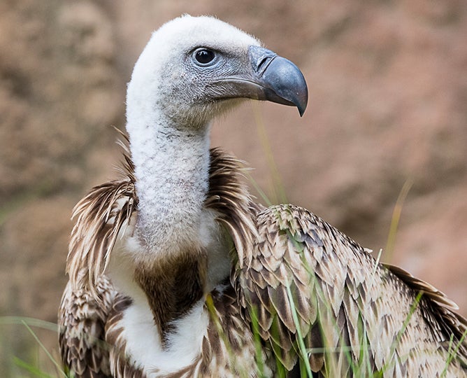 Ruppell's Vulture San Diego Zoo Safari Park